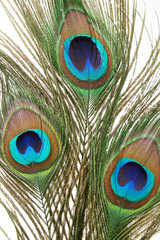 Colorful peacock feathers closeup