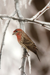 bird in winter