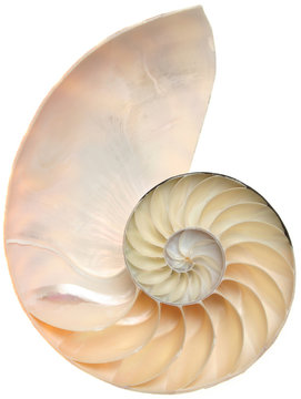Nautilus shell cutaway isolated on white