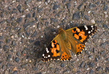 Painted Lady resting on stone
