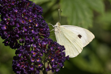 Large White on Budleya