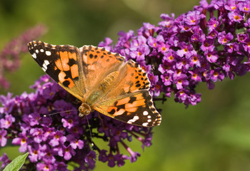 Painted Lady on Budleya