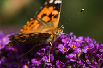 Painted Lady drinking