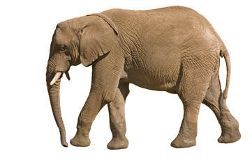 Fototapeta na wymiar Słoń na białym tle