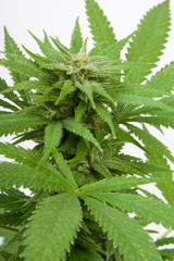 Plant de cannabis en floraison