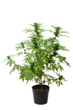 Plant de cannabis en pot