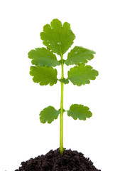 branch of celandine