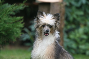 Portrait du Chien chinois à crète 