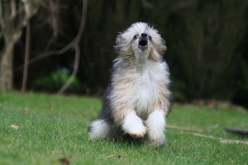 Chien chinois à crète 