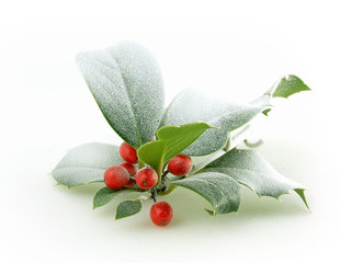Holly
