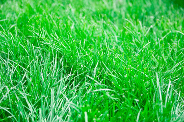green grass background