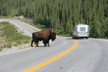 Büffel auf dem Alaska Highway, BC - Kanada