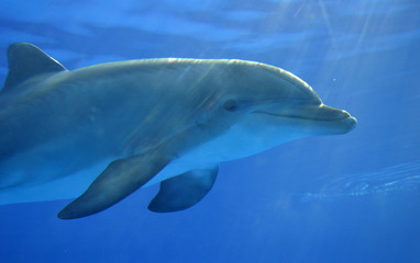 Fototapeta premium delfino