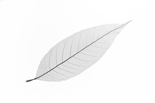 Dry Translucent Leaf