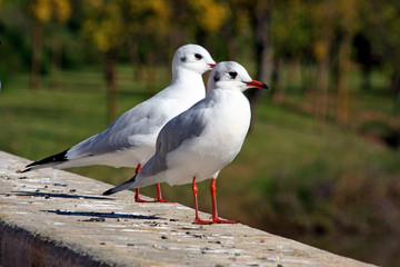 Two Seagulls
