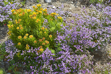 Obraz premium bretagne,belle-île : fleurs et rocher de la lande en bord de mer