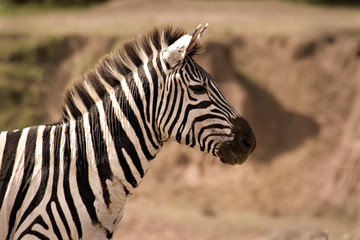 Zebra looking alert