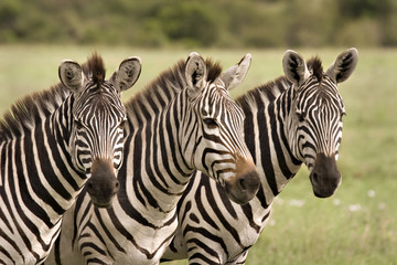 Three zebras - Powered by Adobe