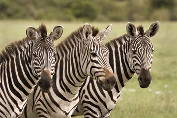 Fotobehang Three zebras © Brian William Becker