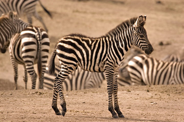 Fototapeta na wymiar Młoda zebra