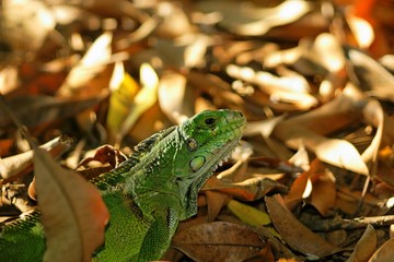Iguane1