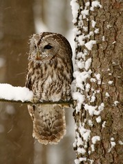 Tawny owl in the forest while snowing