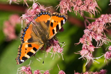 Small Tortoiseshell
