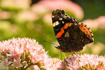 Red Admiral on sedum