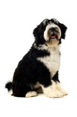 Tibetan Terrier puppy isolated on a white background