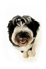Tibetan Terrier puppy isolated on a white background