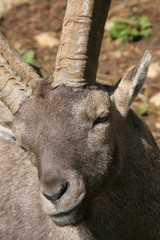 Steinbock in der Sonne