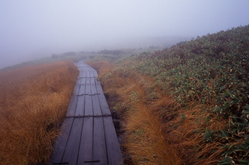 The road made of woods