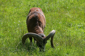grasender Steinbock