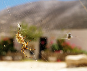 Spinne und Gebäude
