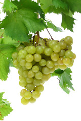 Green grapes on white.