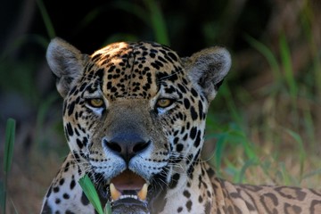 Fototapeta na wymiar Jaguar5