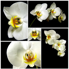 Orchid composition