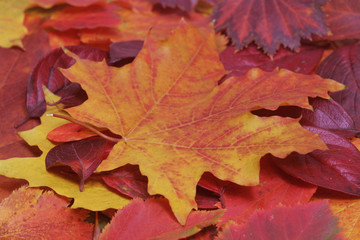 Naklejka na ściany i meble Background of fallen autumn leaves.