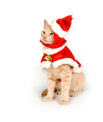 Kitten in a santa suit