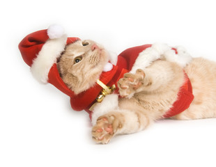 Kitten in a santa suit