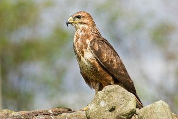 Common Buzzard on dry stone wall (landscape)