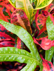 Closeup of colorful tropical plant leaves