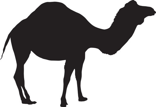 camel silhouette vector