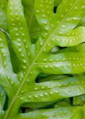 Closeup of tropical fern leaf