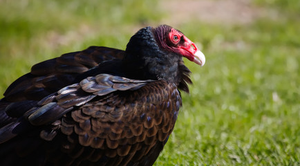 Side view of a turkey vulture.