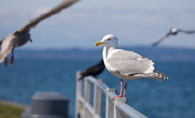 Seagull on metal railing by the sea