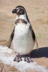 Fototapeta premium Juvenile Humboldt Penguin, standing, looking left.