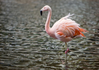 Solitary pink flamingo standing in rippled pool of water.