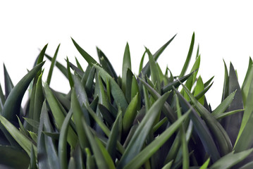 Obraz premium Aloe Blätter Wald