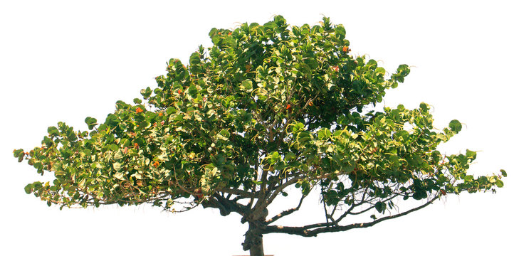 "raisinier de bord de mer", coccoloba uvifera